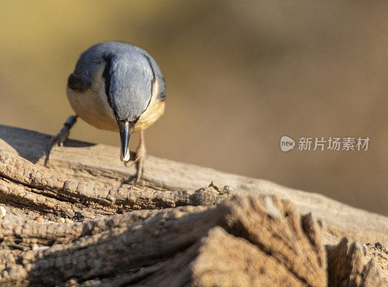 以圆木为食的无尾鸟