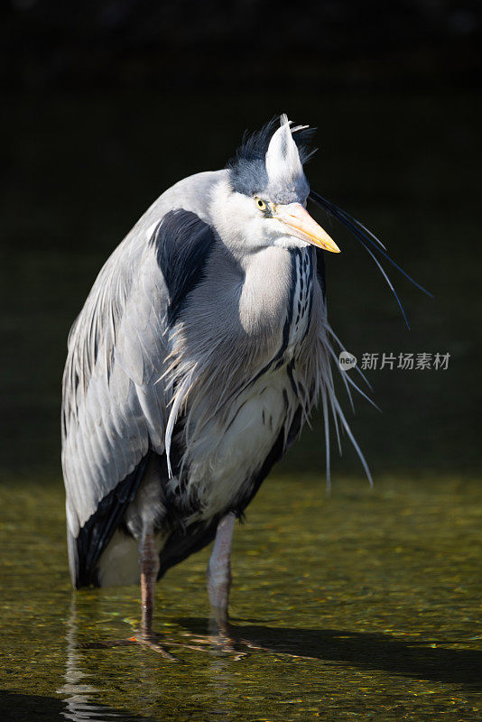 一只大鸟站在水的一半，寻找鱼和吃。一种美丽的动物，有着极其美丽整洁的羽毛。