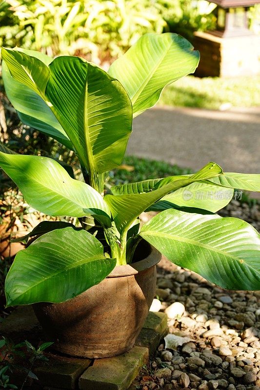 热带植物