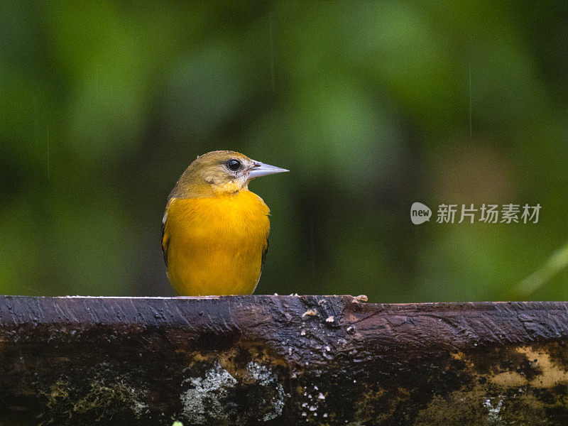 在哥斯达黎加的热带雨林中，布洛克的黄鹂正在喂鸟