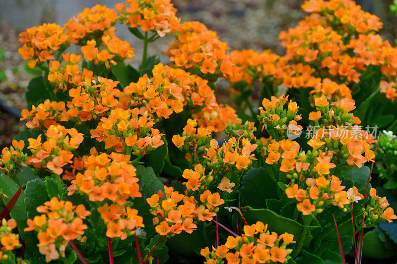 高凉菜属峻峭的花