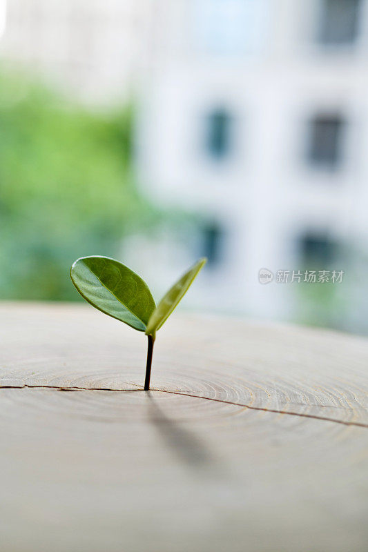 老树桩上长出新芽