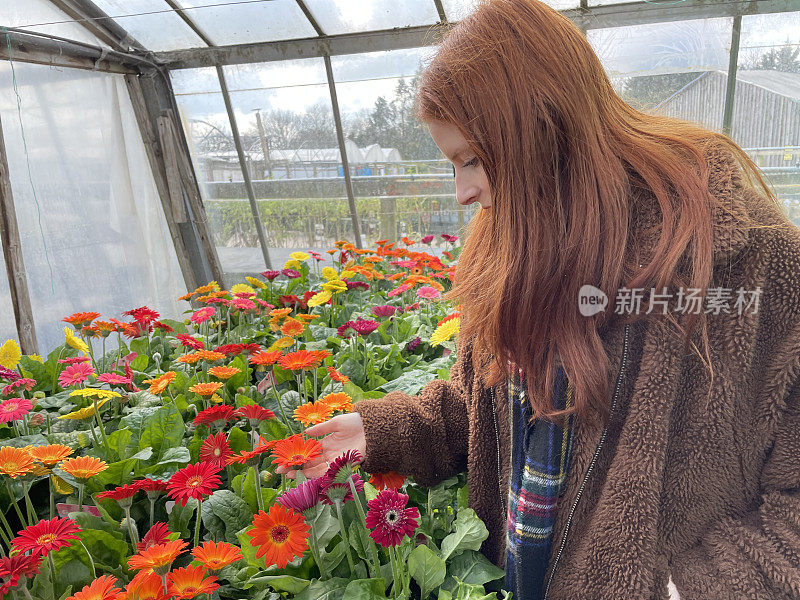 吸引人的特写图像，红头发的女人看着一排排盆栽，多色的橙色，黄色，粉红色，红色非洲菊开花植物生长在花园中心温室，重点前景