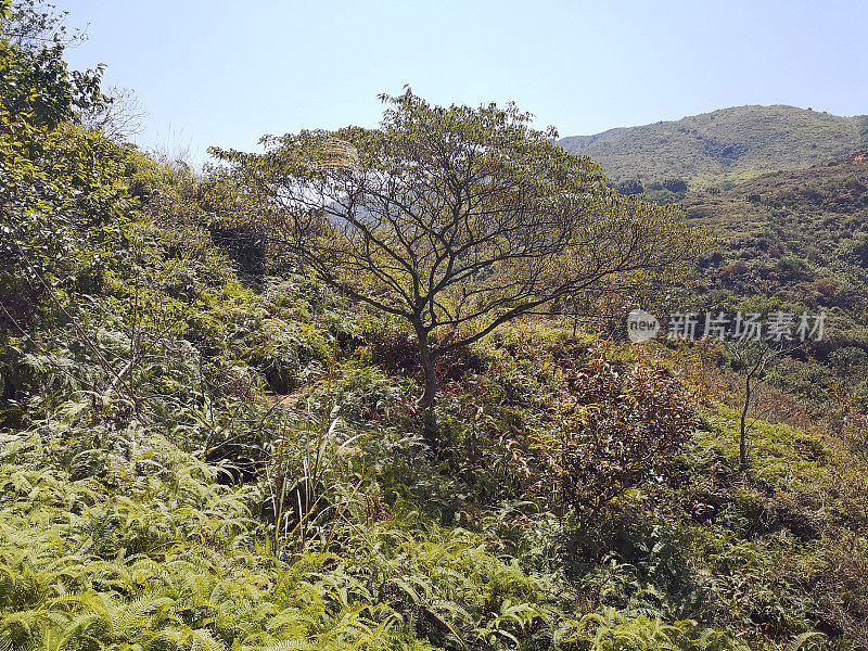 西贡东郊野公园的青山绿水