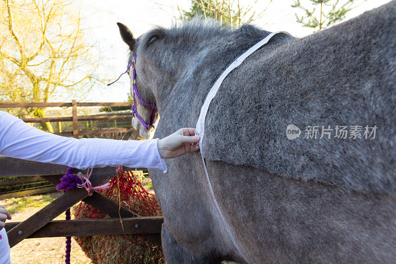 近距离的女人测量她的马的腰作为一种方法，以计算马的重量。