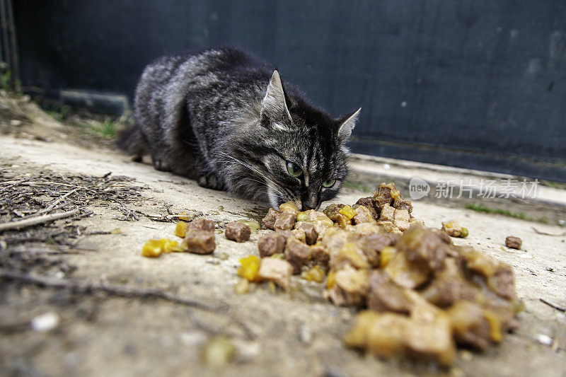 猫在街上吃东西
