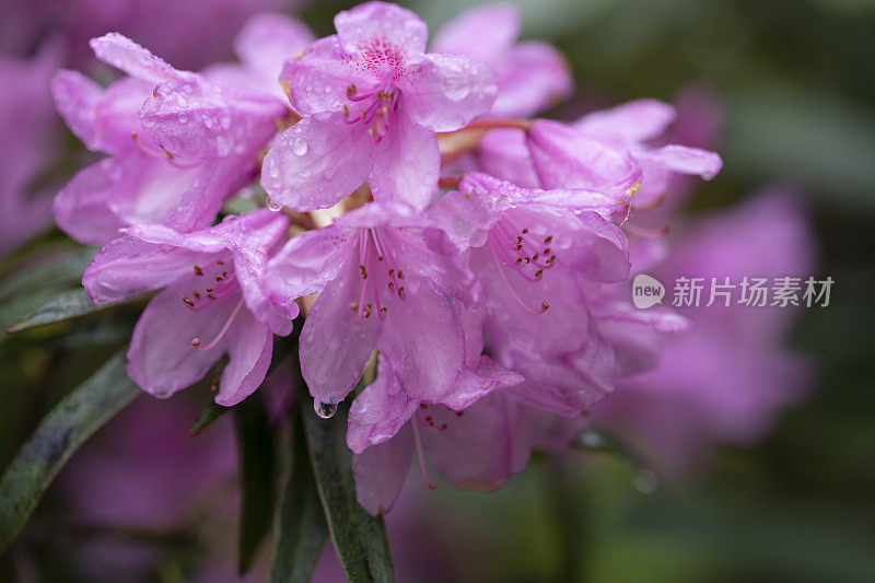 春末夏初雨后开花的彩色杜鹃花