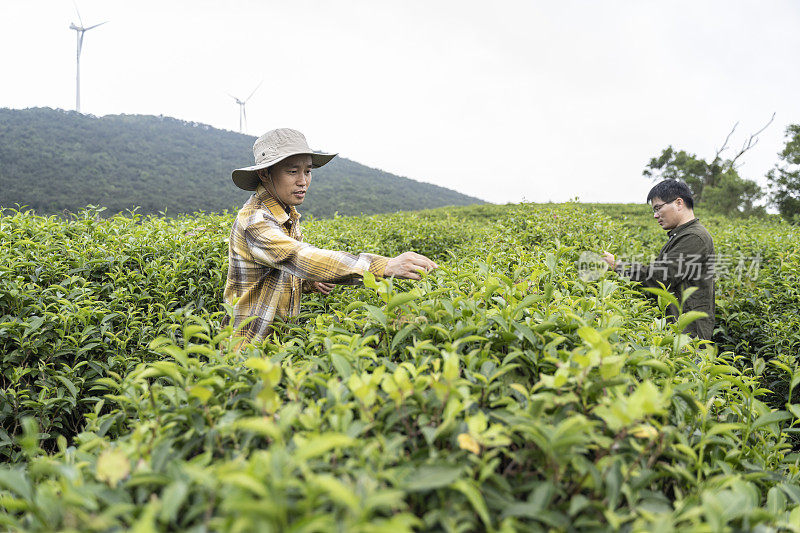 两个男性农民在一个有机茶园采茶