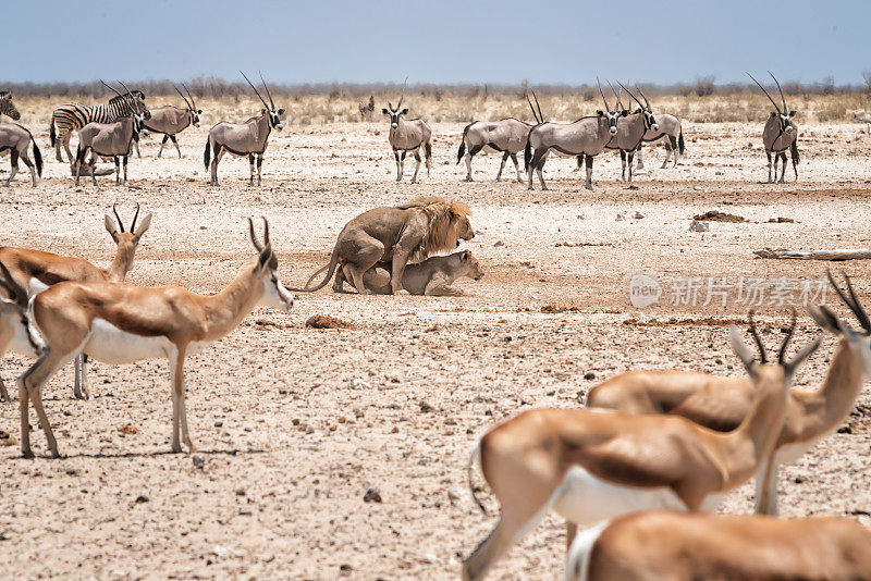 两只狮子在羚羊和黑斑羚中间交配。埃托沙国家公园，纳米比亚，非洲