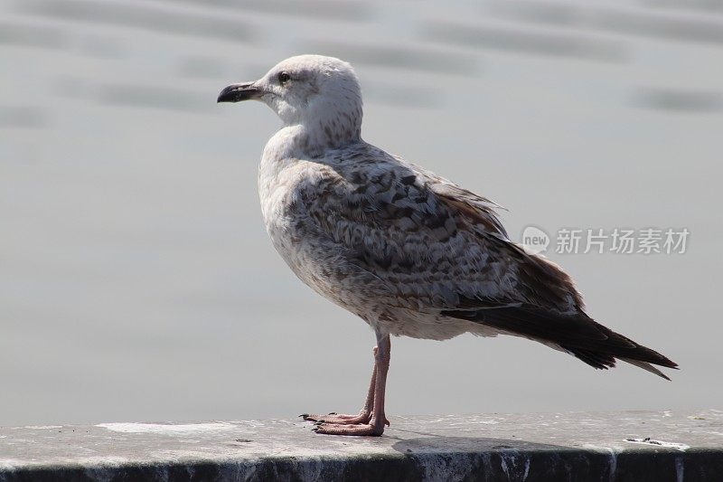 年轻的海鸥