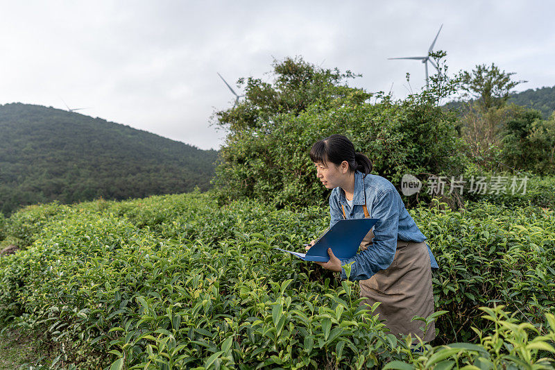 一位亚洲女性农场工人在植物园观察植物