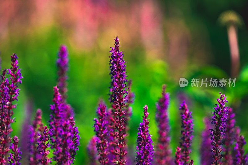 鼠尾草的花