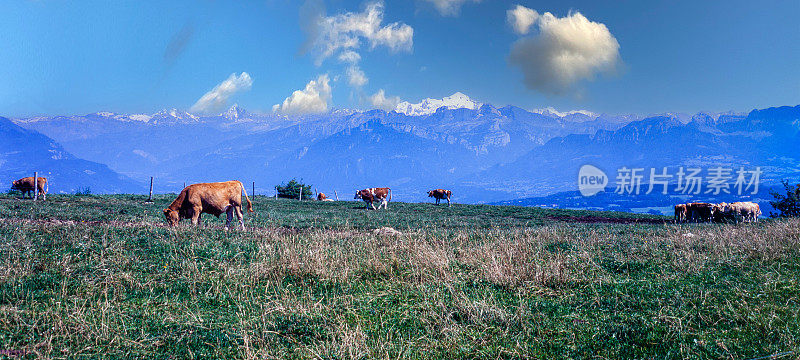 瑞士的一个奶牛牧场，后面是欧洲的阿尔卑斯山