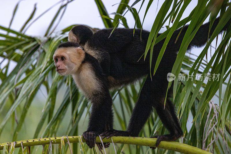 哥斯达黎加奎波斯，一只白脸卷尾猴的特写镜头，背上背着她的孩子