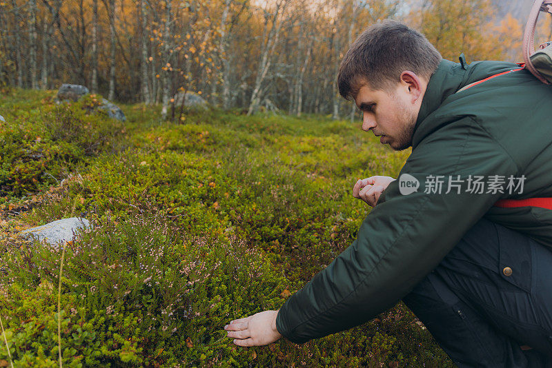 一个背着背包的人在挪威森林里捡越橘