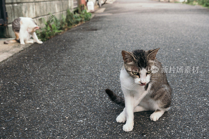 两只小猫在日本小巷里放松的画面