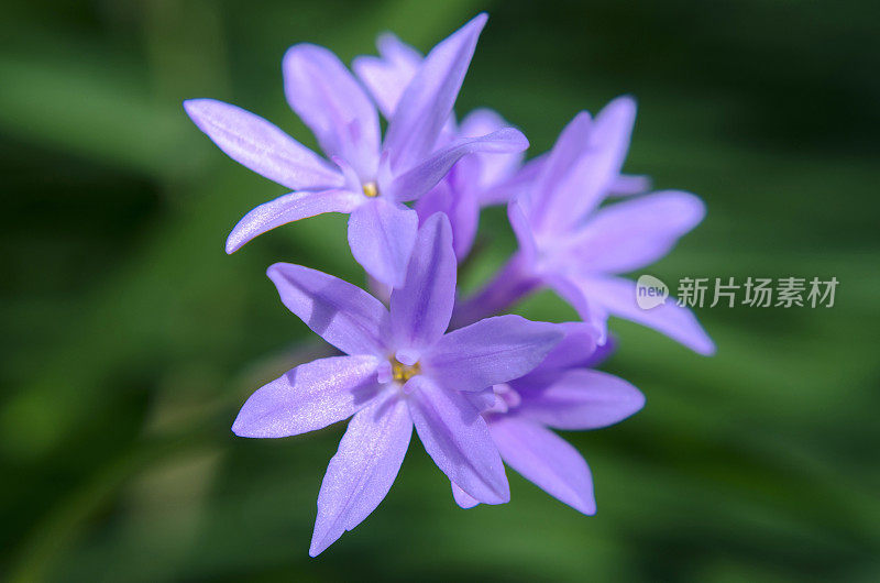 紫花丁香薰衣草风信子长春花长春花非洲百合蓝光紫外光绿背景微距摄影