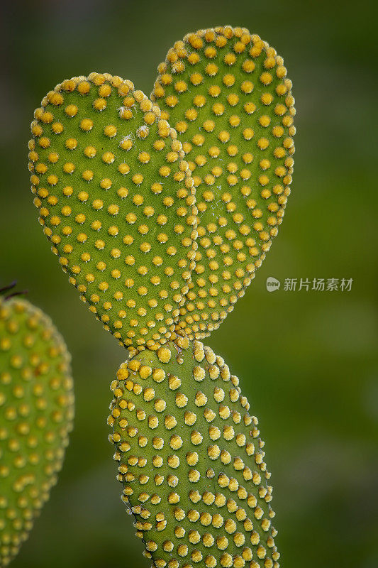 仙人掌