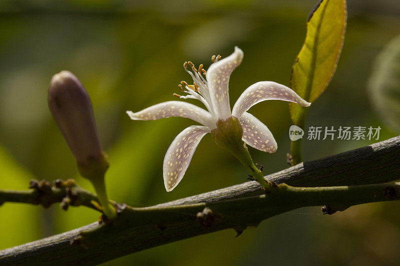 特写宏观从下面，柠檬花在树枝上与附近的芽和模糊的树叶背景