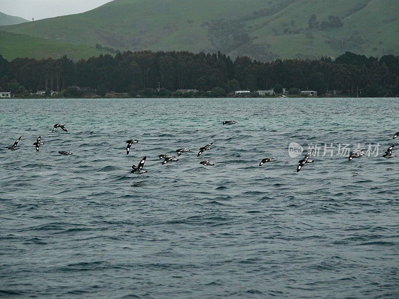 新西兰海角鸽子群在海面上快速飞行。