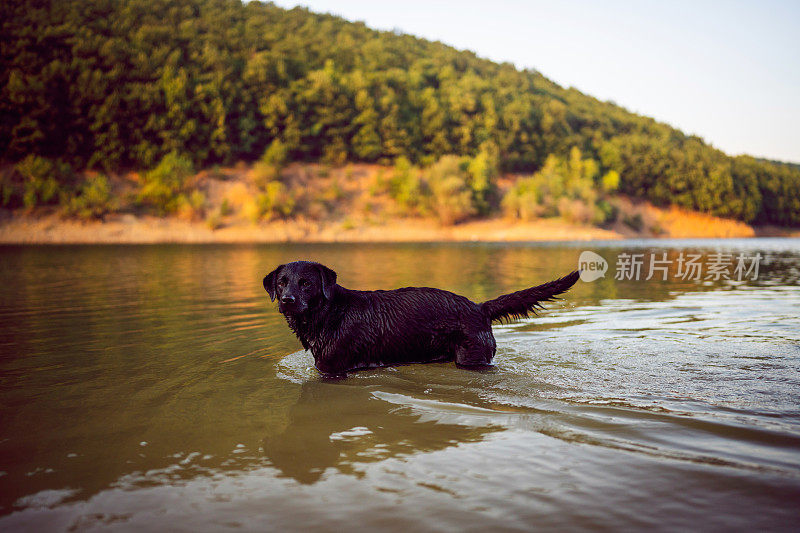 黑色拉布拉多在湖里游泳