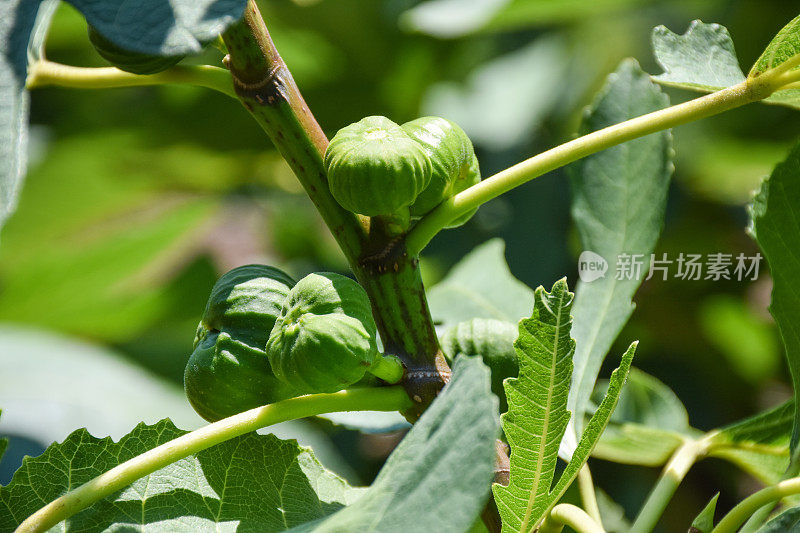 无花果树，新鲜的有机无花果在花园里的无花果树上