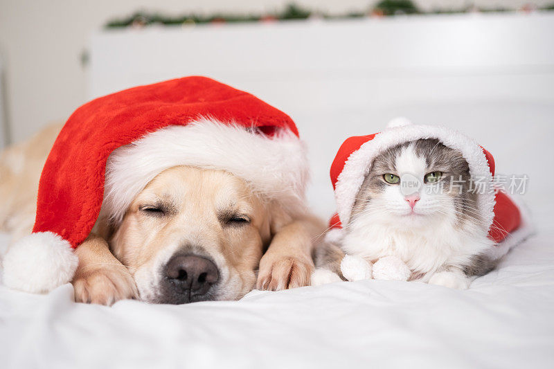 可爱的狗和猫躺在白色的床上，戴着圣诞老人的圣诞帽。宠物一起过圣诞节。