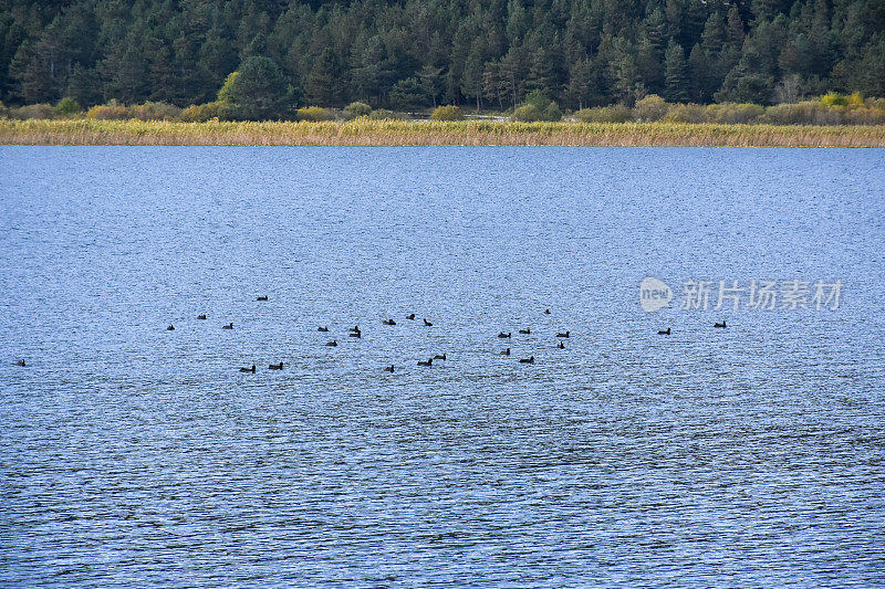 鸭子在湖面上游泳