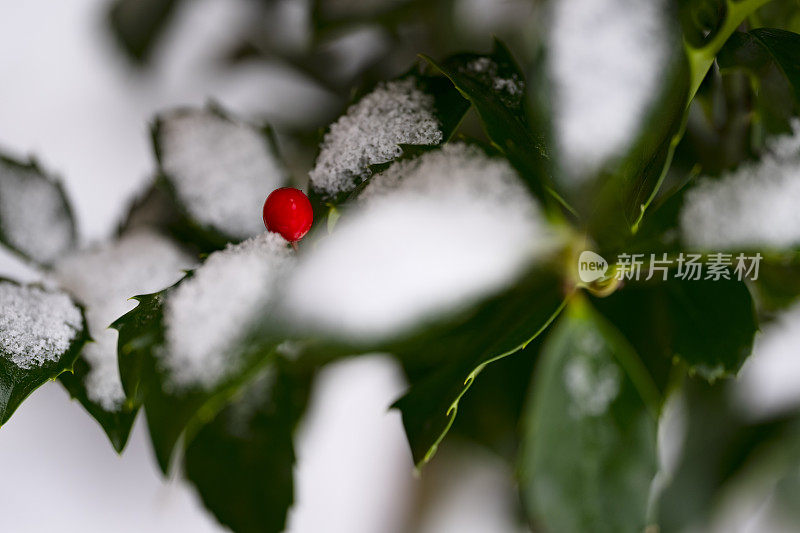 冬青浆果在冬天的雪