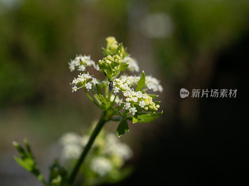 拉近芹菜籽