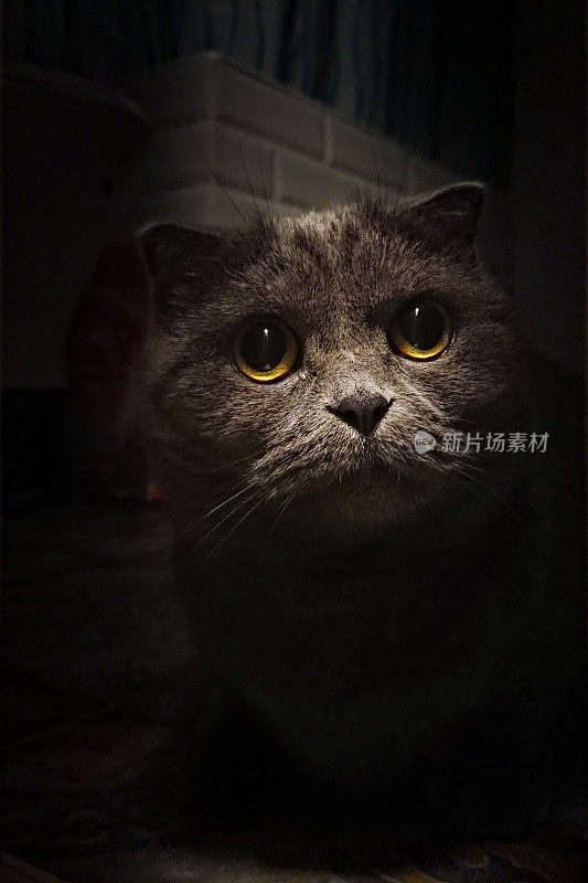 年轻的灰色苏格兰折耳猫用他大大的黄色眼睛看着相机的肖像。光线暗的成分。