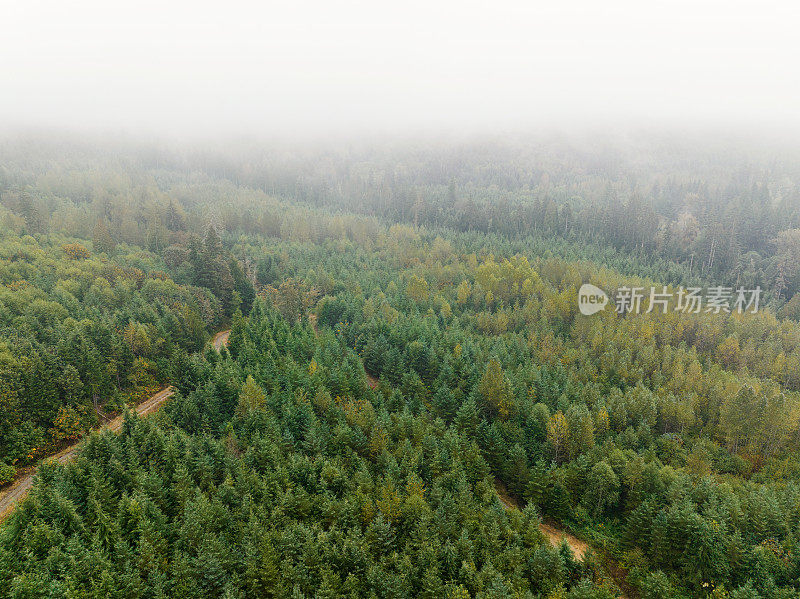 在西北太平洋地区一个受管理的森林中，薄雾升起