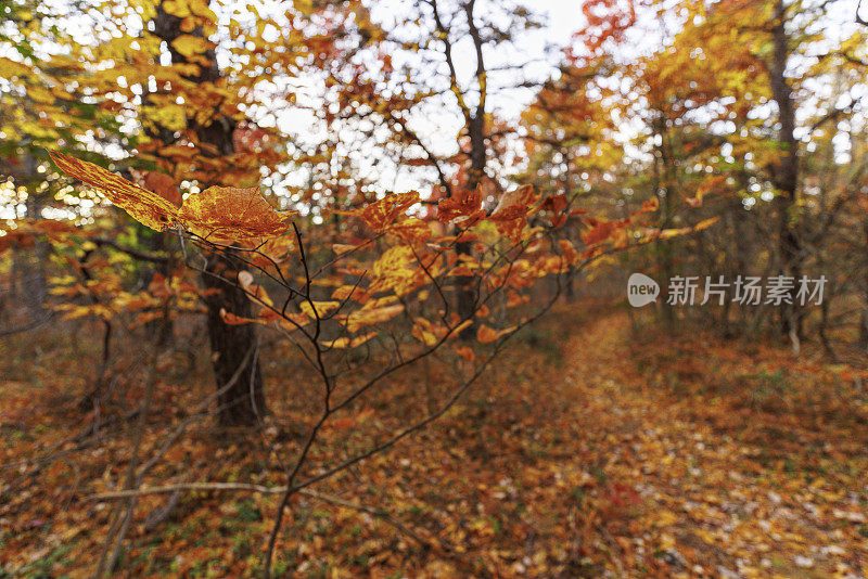 秋天阳光明媚的下午，宾夕法尼亚州波科诺斯的阿巴拉契亚山脉森林里的秋叶。