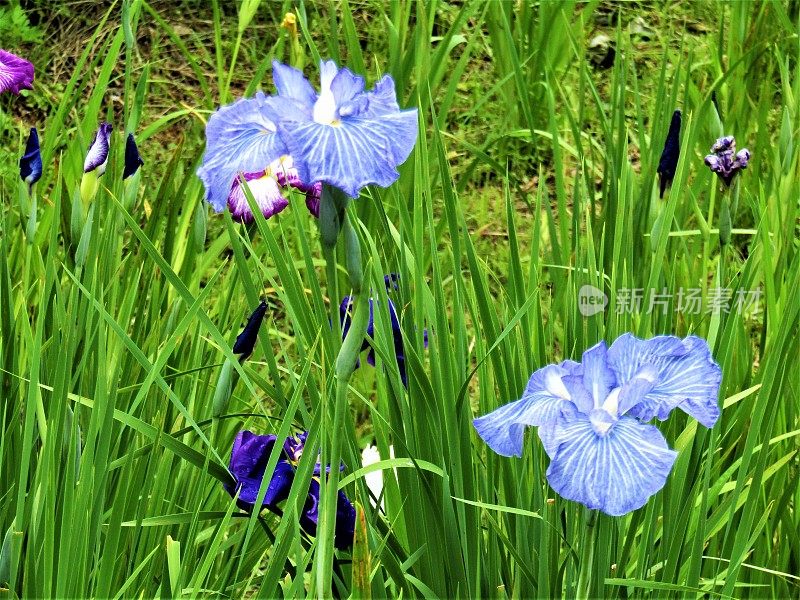 日本。6月。鸢尾花在草地上。