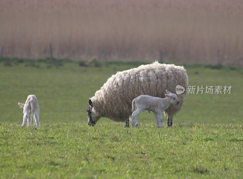 绵羊和羊羔