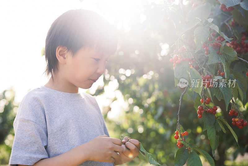 快乐的男孩在樱桃园里吃樱桃