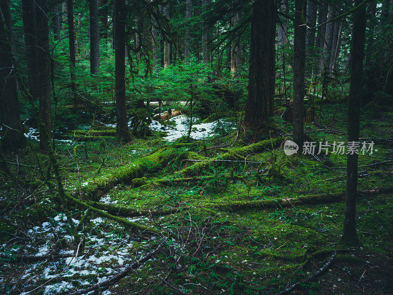 可可雨林，奥林匹克国家公园