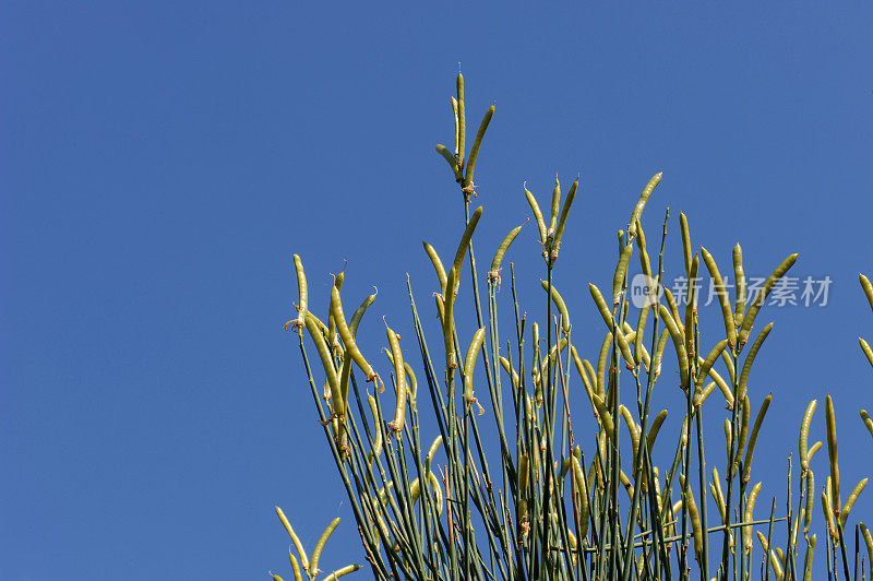 一种原产于地中海的灌木植物的种子:西班牙扫帚