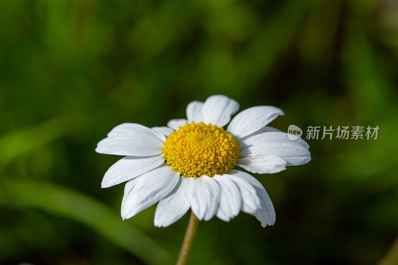 花儿预示着春天的到来