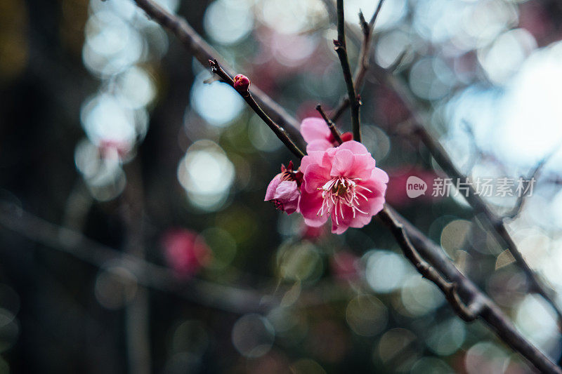 粉梅花