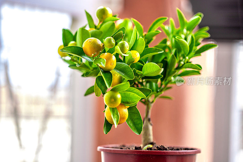 锅里的Calamondin