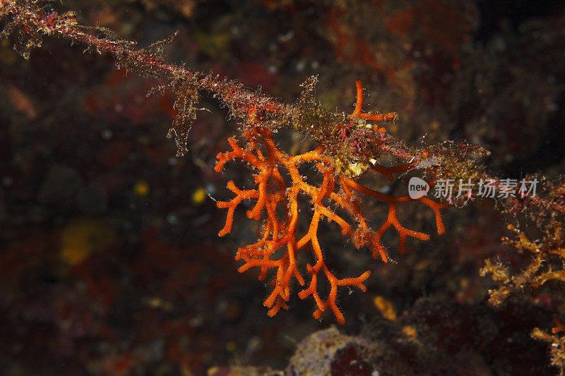 海洋生物从潜水者的角度看橙色珊瑚