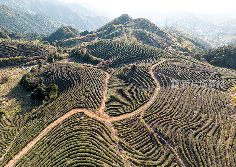 鸟瞰茶园