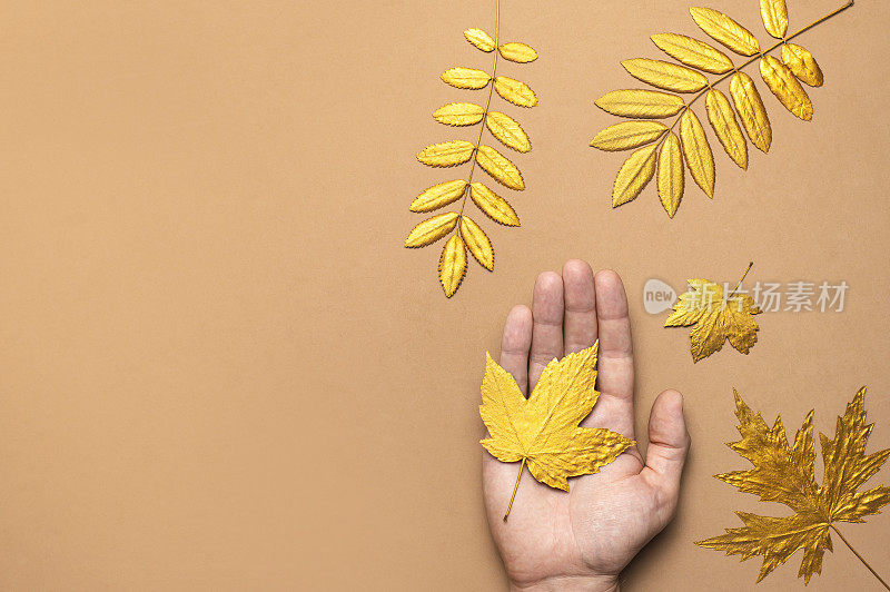 男性手握金色的秋叶，对棕色米色背景顶视图复制空间。秋天简约的概念，秋天。秋天的背景。简约的花卉设计，秋天的构图。金色的树枝