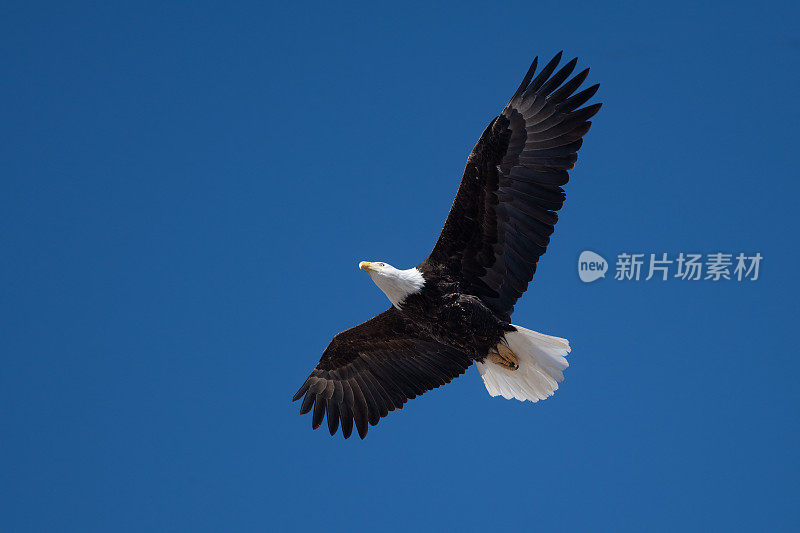 美国西北部蒙大拿州中部的秃鹰飞过摄像机