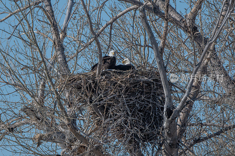美国蒙大拿州多风的大草原上，秃鹰伴侣在他们的巢中照顾蛋