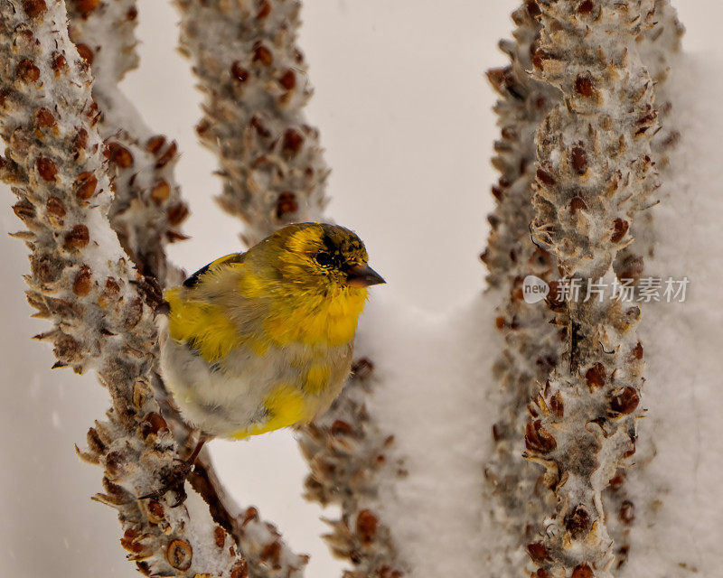 美国金翅雀图片。金翅雀栖息在冬季暴风雪和降雪中，以雪为背景的环境和栖息地周围。芬奇的肖像。