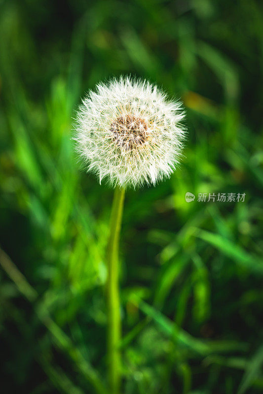 蒲公英种子的特写镜头