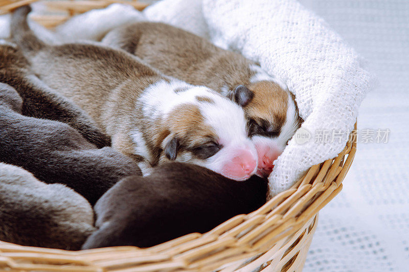 俯视图几只可爱的两个月大的小狗彭布罗克威尔士柯基在柳条篮子里睡觉做梦。
