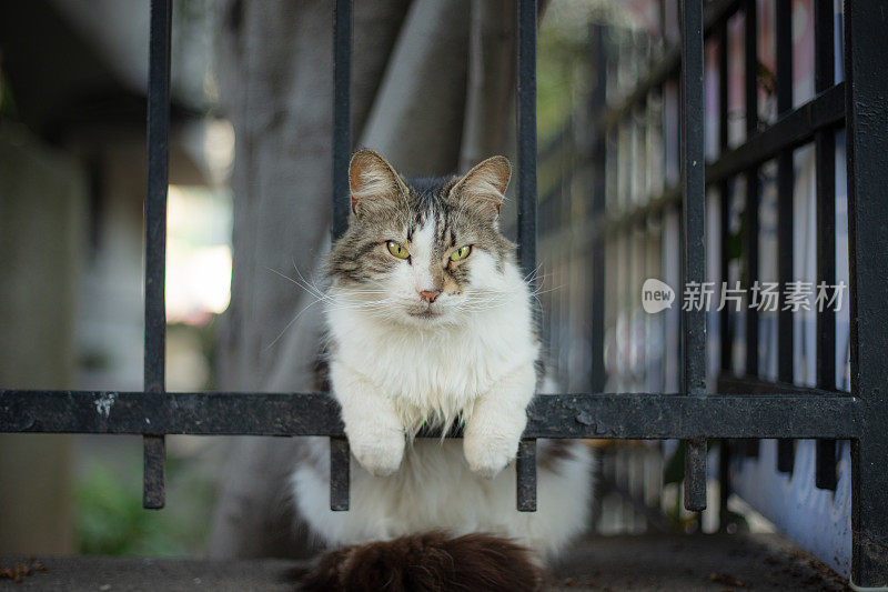 多色的流浪猫坐在铁栏杆上。